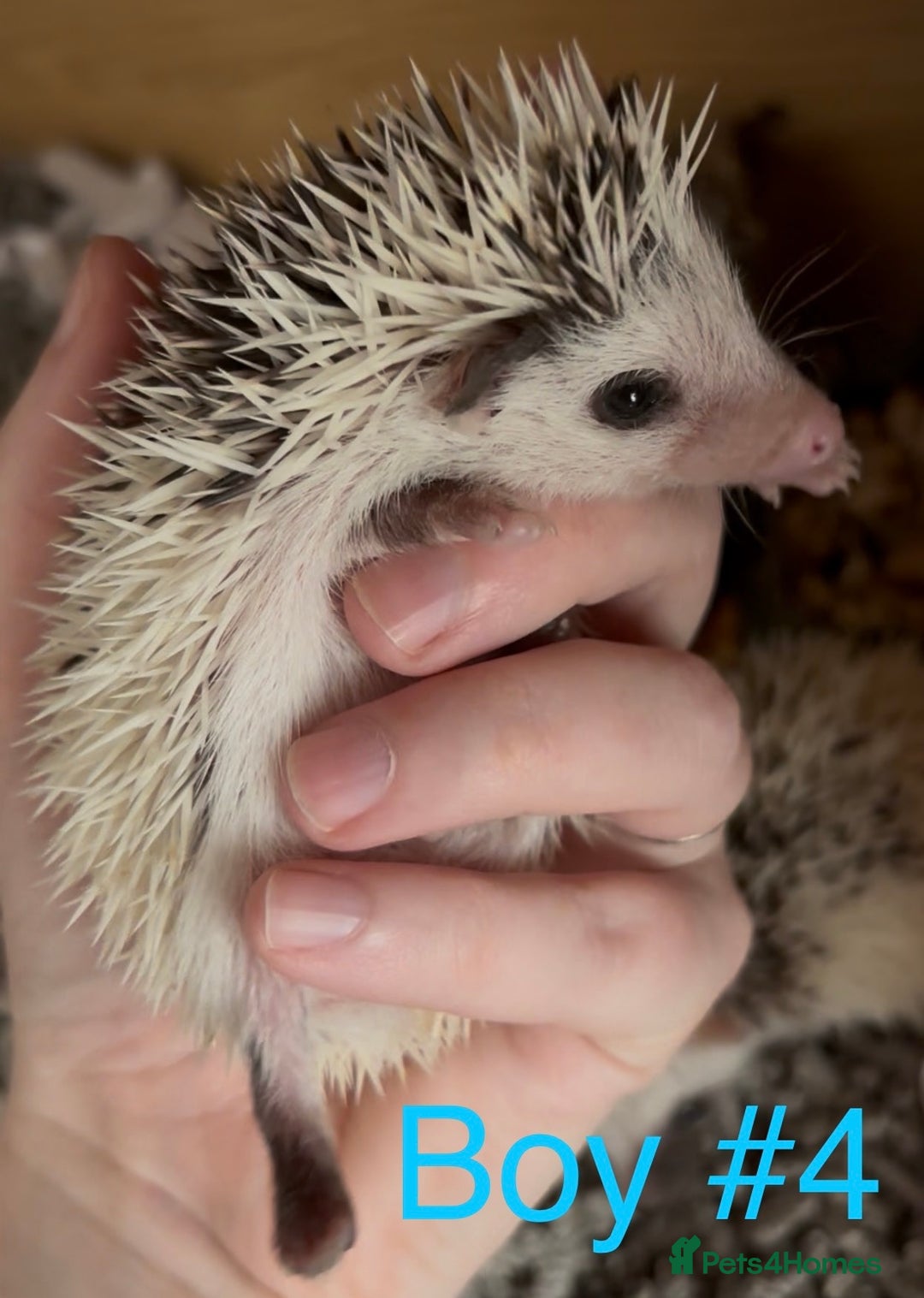 Pygmy Hedgehog rodents for sale: Male and female Pygmy hedgehogs ready to reserve - Image 15