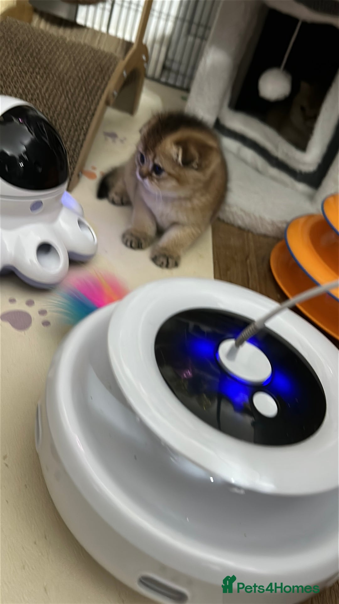 Scottish Fold cats for sale: Adorable Scottish Kittens – Raised with Love - Advert 10