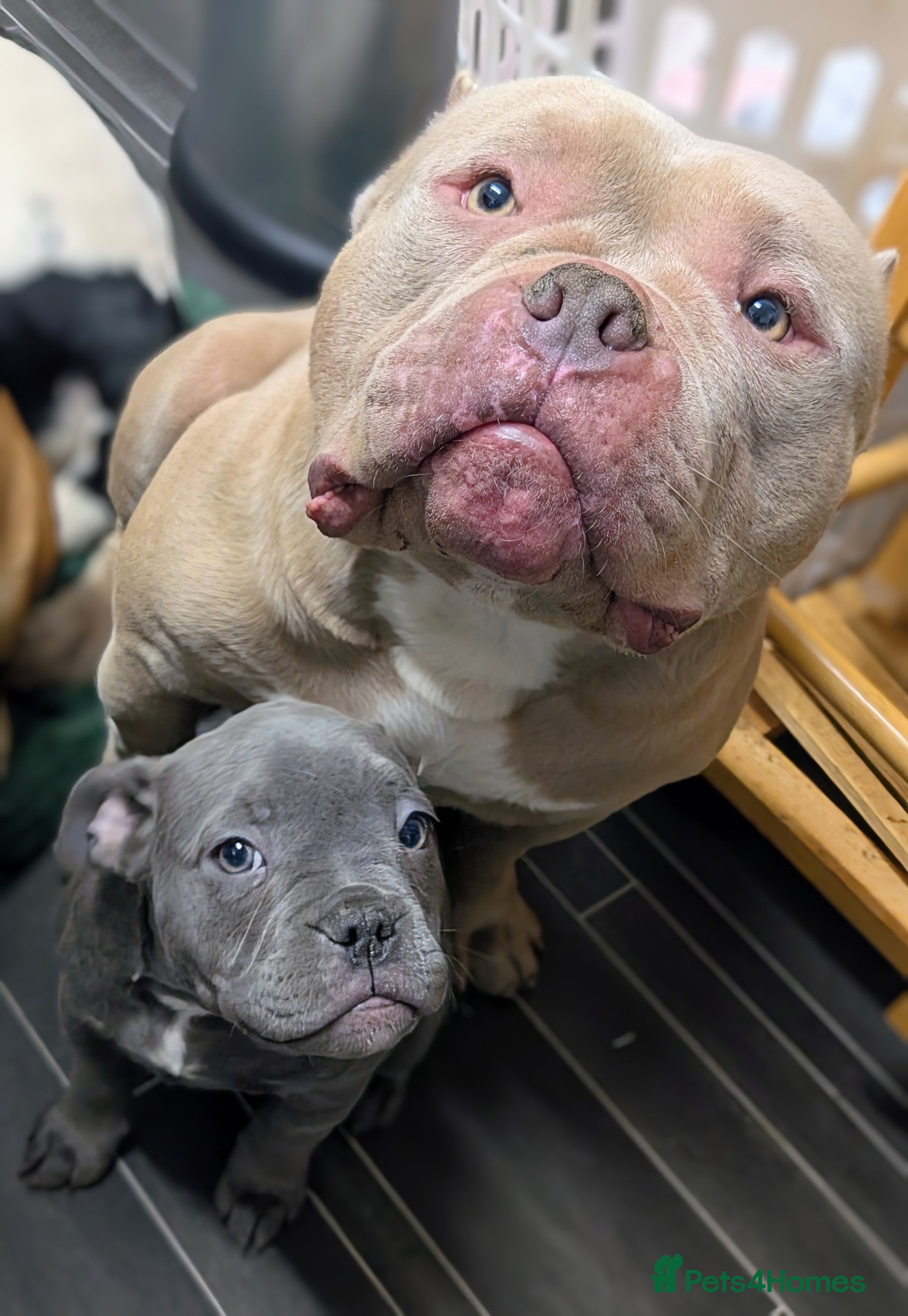 Mixed Breed dogs Beautiful french bulldog x pocket bully GIRL - Advert 8