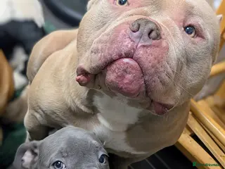 Mixed Breed dogs Beautiful french bulldog x pocket bully GIRL - Advert 8