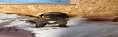 Boerboel Puppy 3