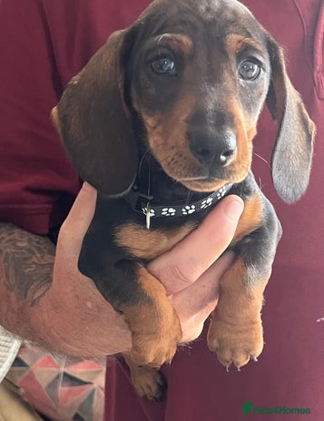 Miniature Dachshund dogs - Advert 13