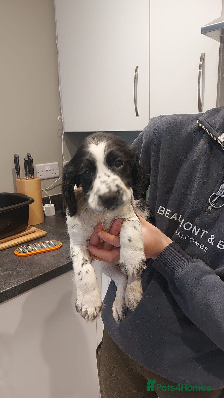 Sprocker dogs Sprocker spaniel puppies  - Advert 7