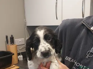 Sprocker dogs Sprocker spaniel puppies - Advert 7