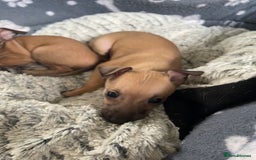 Italian Greyhound dogs for sale: Ready from next week Little Italian Greyhound pups - Image 18