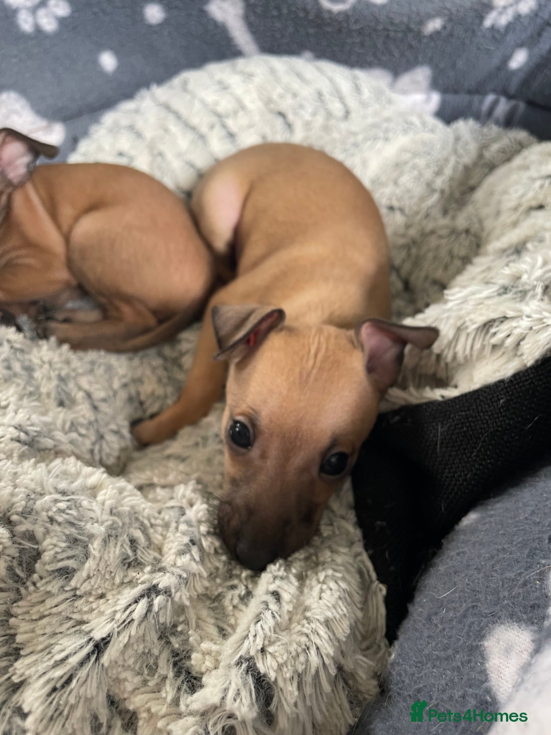 Italian Greyhound dogs for sale: Ready from next week Little Italian Greyhound pups - Image 18