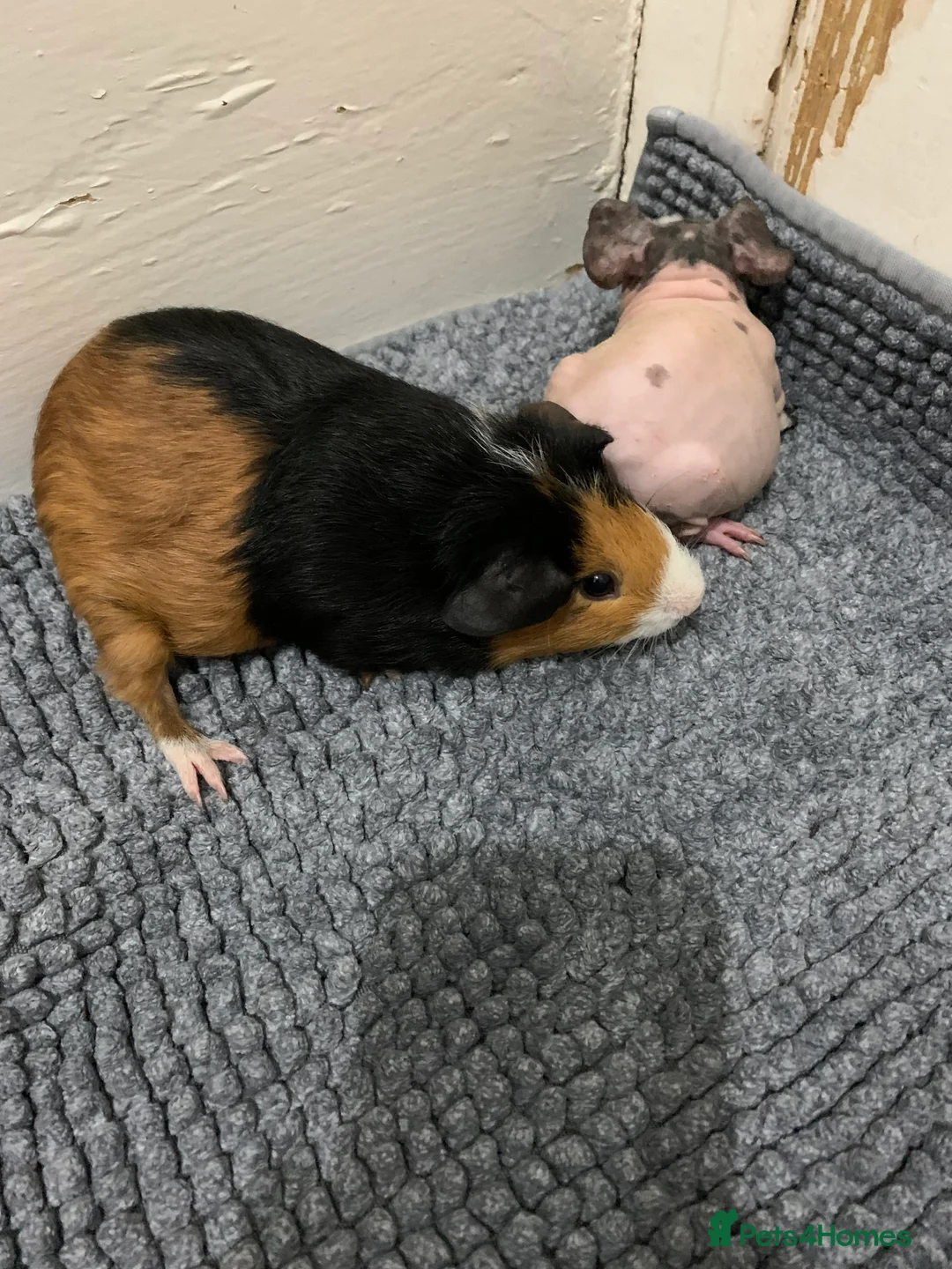 Guinea Pig rodents for sale: Skinny Pigs and Skinny Carriers - Advert 16