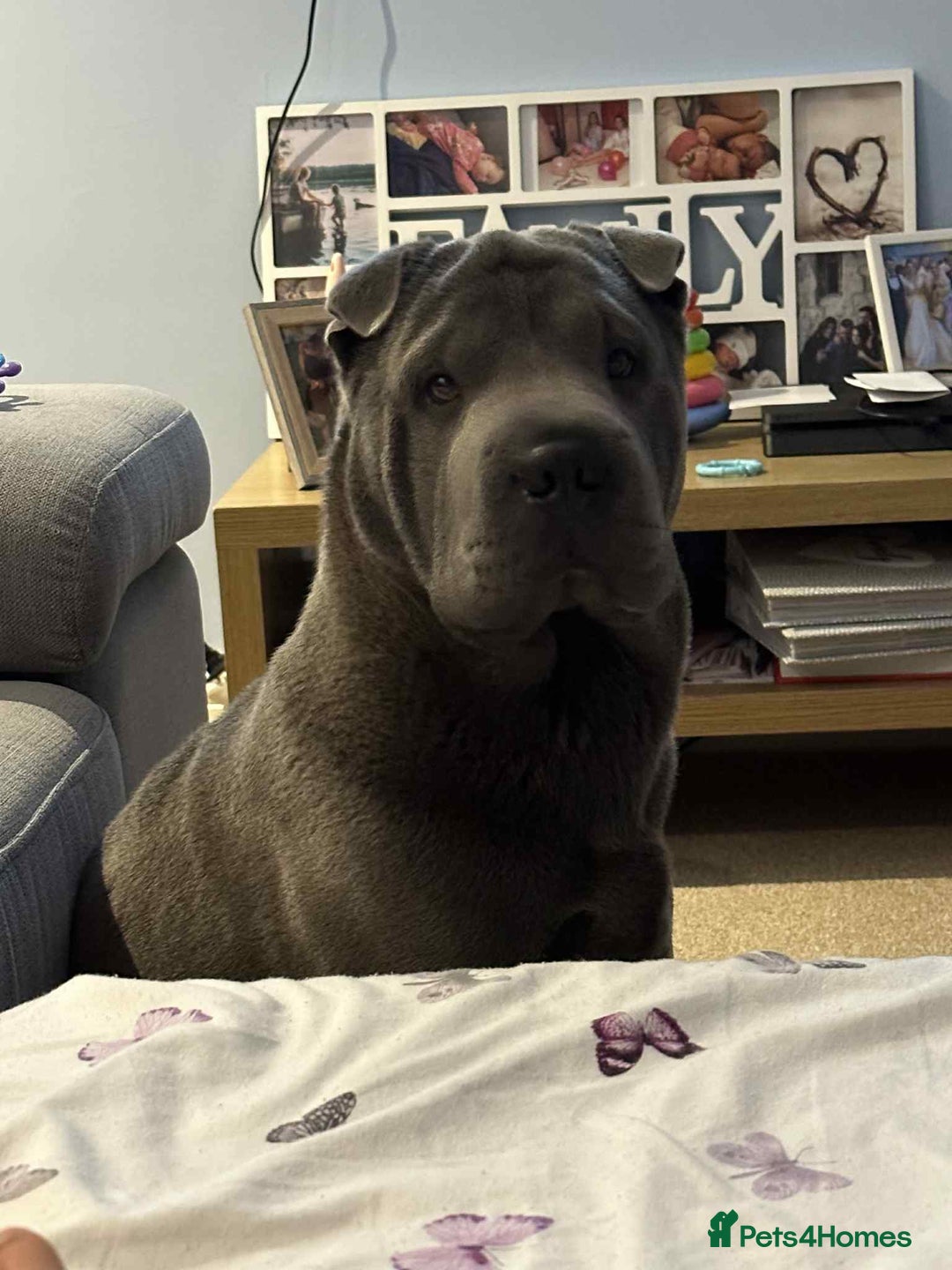 Shar Pei dogs for sale: Meet Nero –our 4-Year-Old Grey Shar Pei 💙🐾 - Image 3