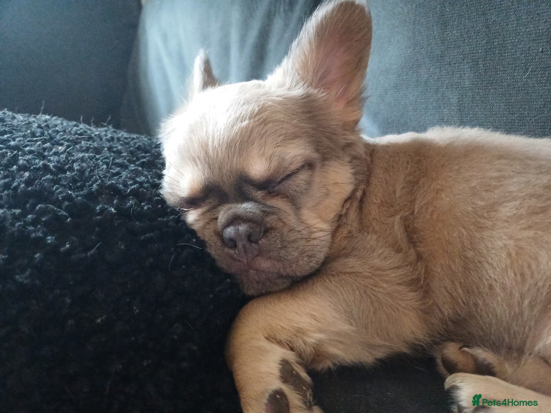 French Bulldog dogs for sale: Unique-Lilac French Bulldog Puppy-Batman Markings - Advert 3