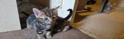 Mixed Breed cats for sale: Playful and sweet kittens  - Advert 8