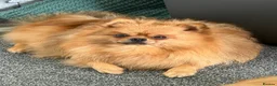 Pomeranian dogs for sale: 2 gorgeous little Pomeranian puppies for sale in Hartlepool - Advert 4
