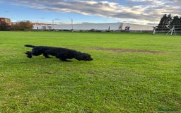 Cocker Spaniel dogs for sale: Trained Male Cocker Spaniel - Image 3