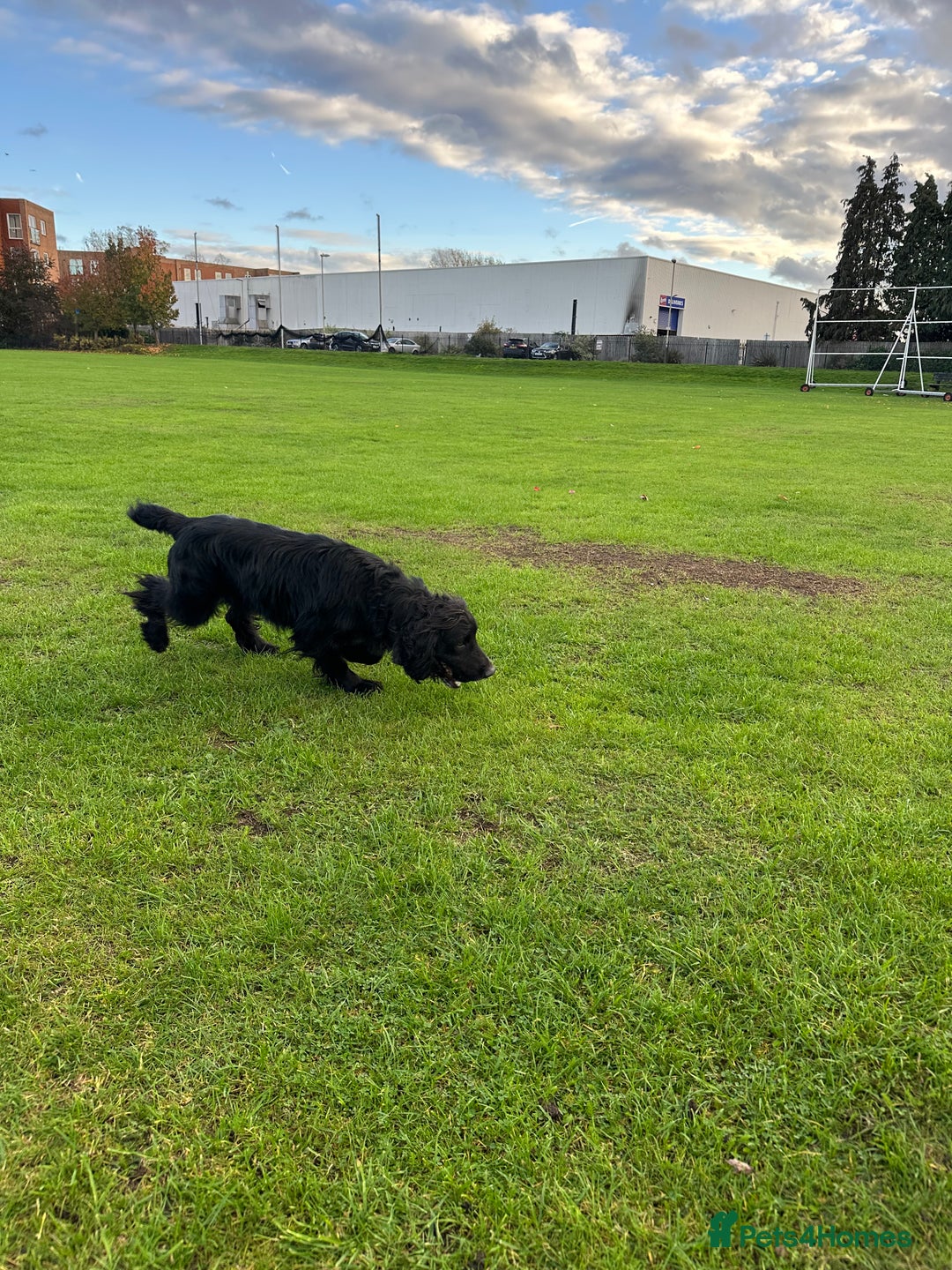 Cocker Spaniel dogs for sale: Trained Male Cocker Spaniel - Image 3