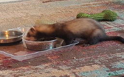 Ferret rodents for sale: Ferrets for sale - Jills x2 - Image 2