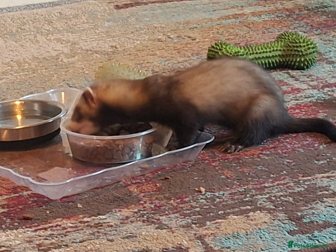 Ferret rodents for sale: Ferrets for sale - Jills x2 - Image 2