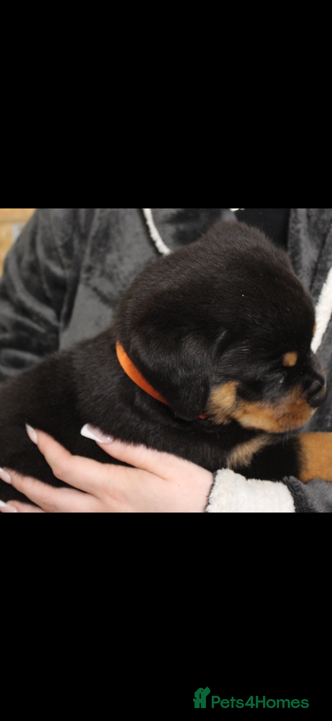 Rottweiler dogs for sale: Stunning Rottweiler Puppies  - Advert 15