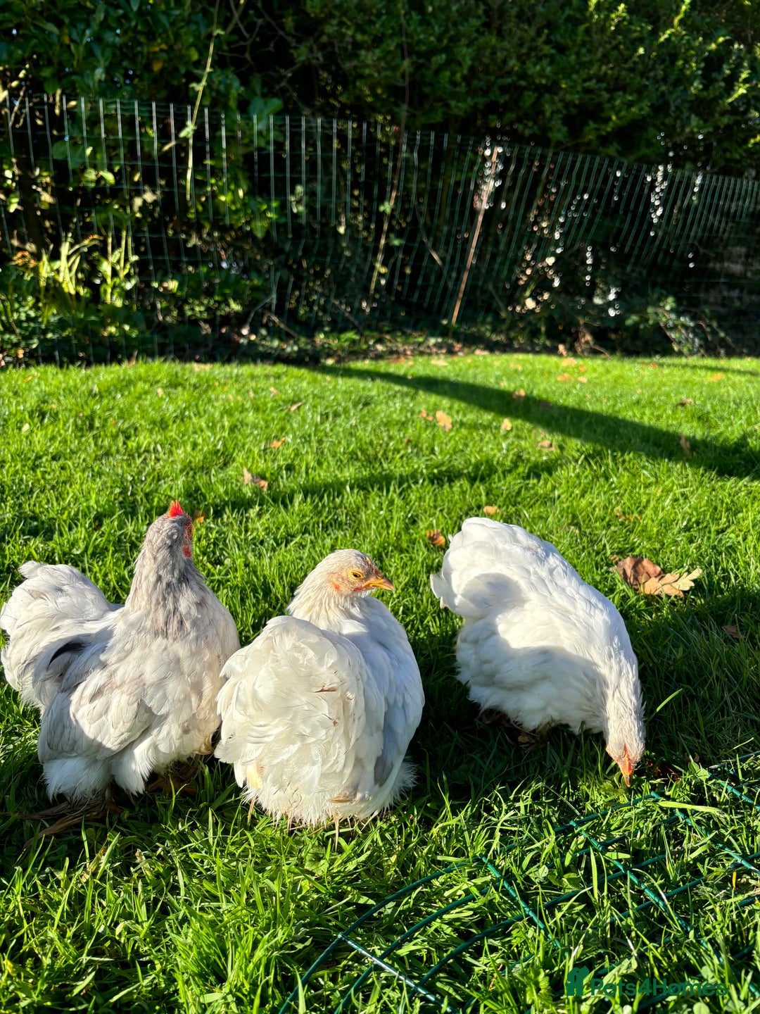 Chickens poultry for sale: Trio of bantams  - Image 6