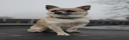 Chihuahua dogs for stud: Gizmo chihuahua stud in Worcester - Advert 7