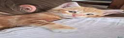 Mixed Breed cats for sale: Rare beautiful ginger tabby girl in Harlow - Advert 30