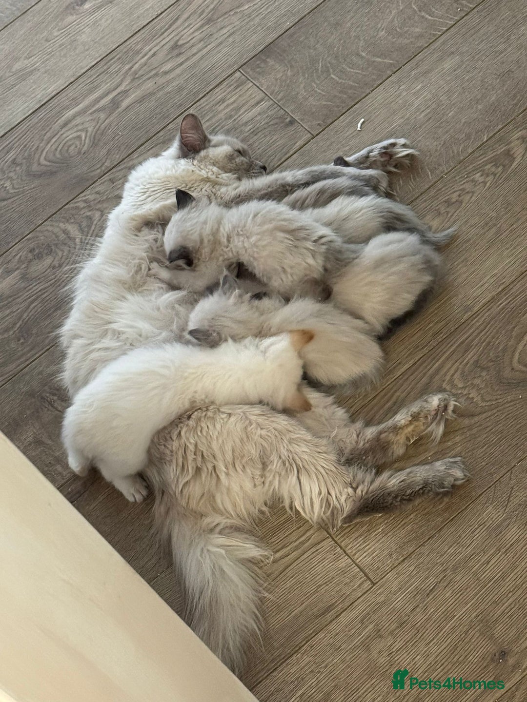 Ragdoll cats for sale: 7 Adorable Ragdoll Kittens Ready for Loving Homes - Advert 5