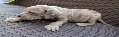 Mixed Breed 7
