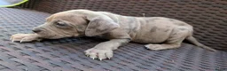 Mixed Breed dogs for sale: Alapaha blue blood bulldog cross staffy puppies  - Advert 4