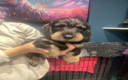 Dachshund dogs for sale: Kc registered standard wirehaired dachshund  - Image 3