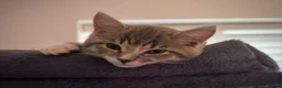 Mixed Breed cats for sale: 3 Beautiful Kittens Ready For New Homes - Advert 12