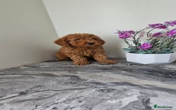 Toy Poodle dogs for sale: Beautiful Red Toy Poodle Puppies - Image 24