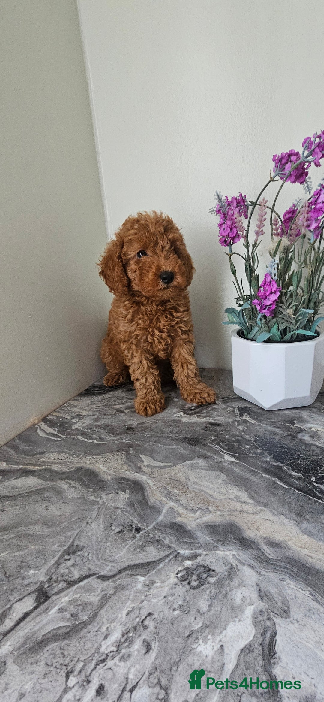 Toy Poodle dogs for sale: Beautiful Red Toy Poodle Puppies - Image 24