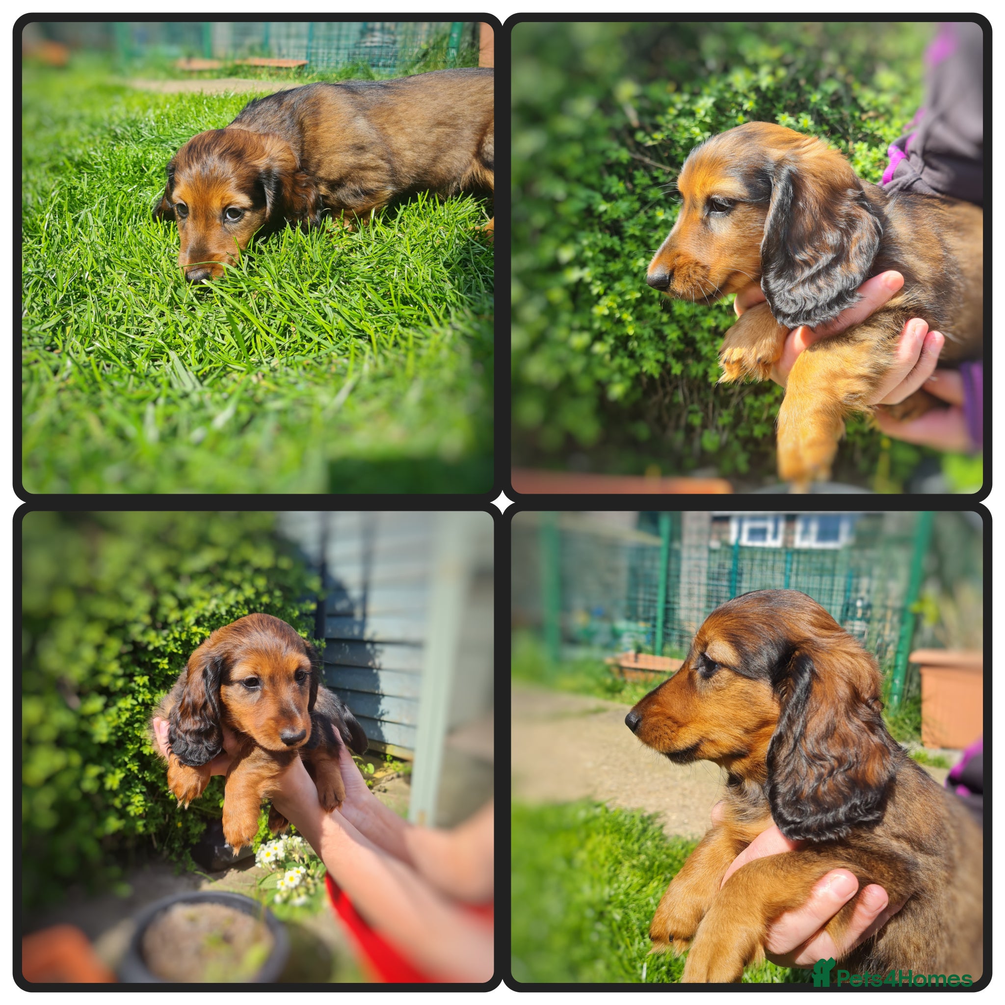Miniature Dachshund dogs Ready to leave now.Pra clear,CHAMPION BLOODLINES - Advert 2