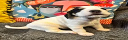 Bocker dogs for sale: 4 lovely boys available  - Advert 19