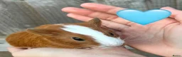 Guinea Pig rodents for sale: Baby Guinea Pigs for Sale  in Melton Mowbray - Advert 6