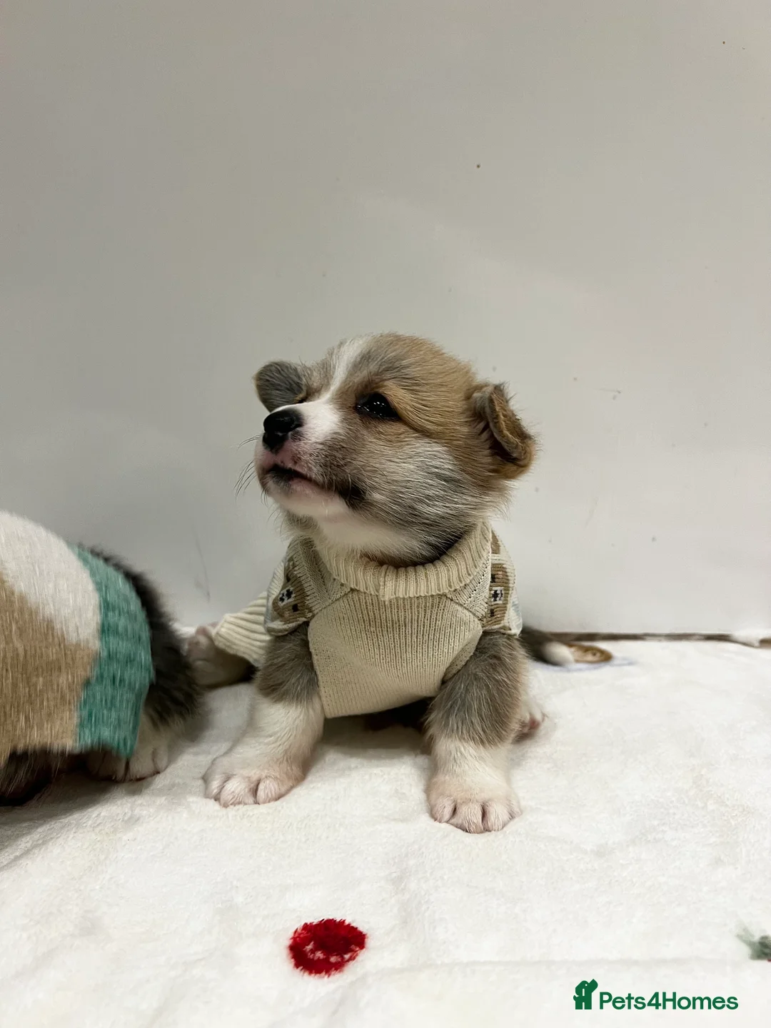 Welsh Corgi Pembroke dogs for sale: Welsh Pembroke corgi - Advert 7