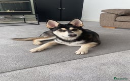 Siberian Husky dogs for sale: 6 hand reared husky babies  - Image 3