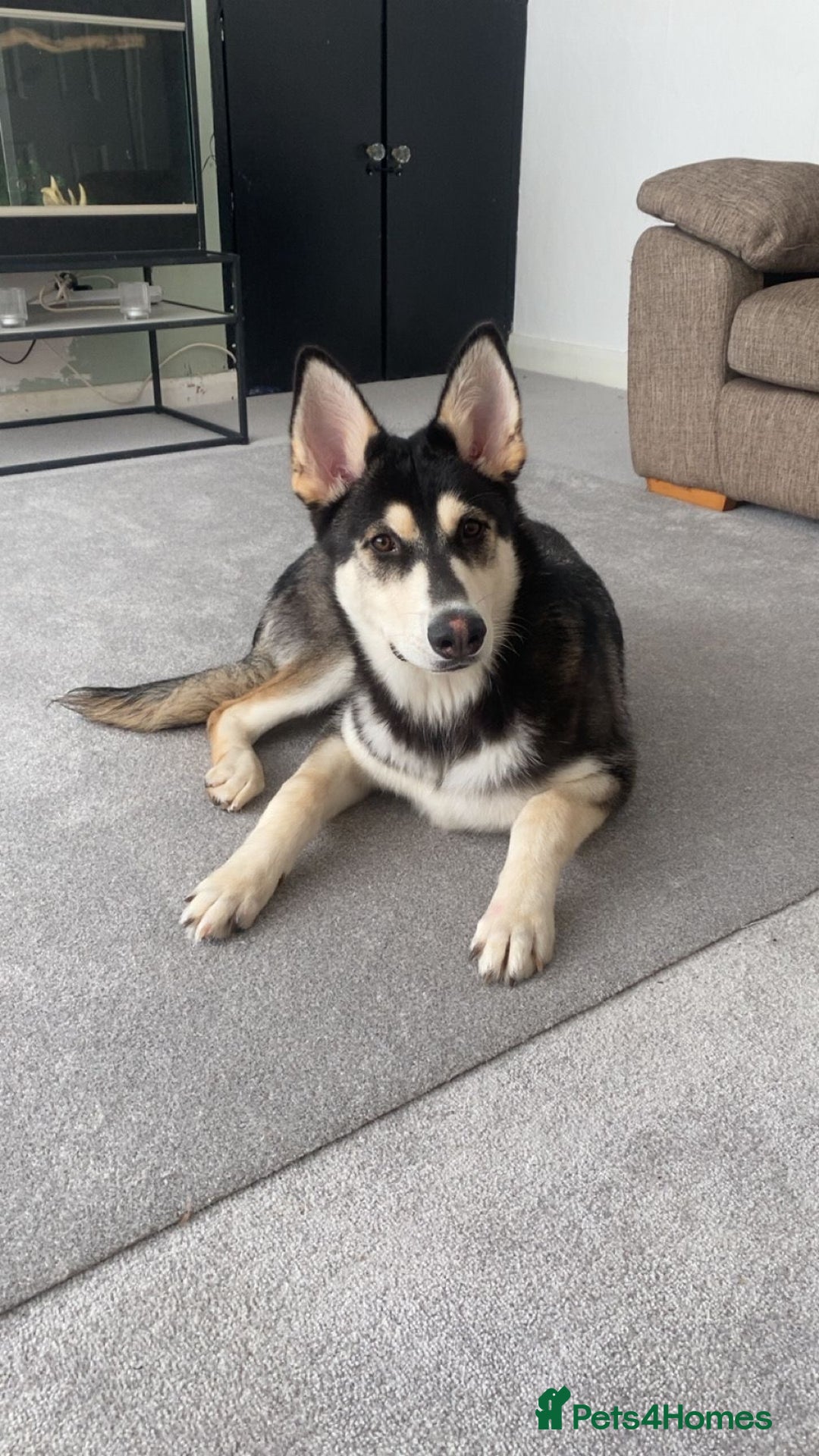 Siberian Husky dogs for sale: 6 hand reared husky babies  - Image 3