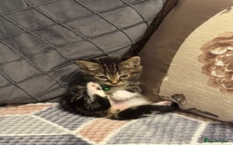 Mixed Breed cats for sale: Adorable kitten bsh mixed Bengal  - Image 4