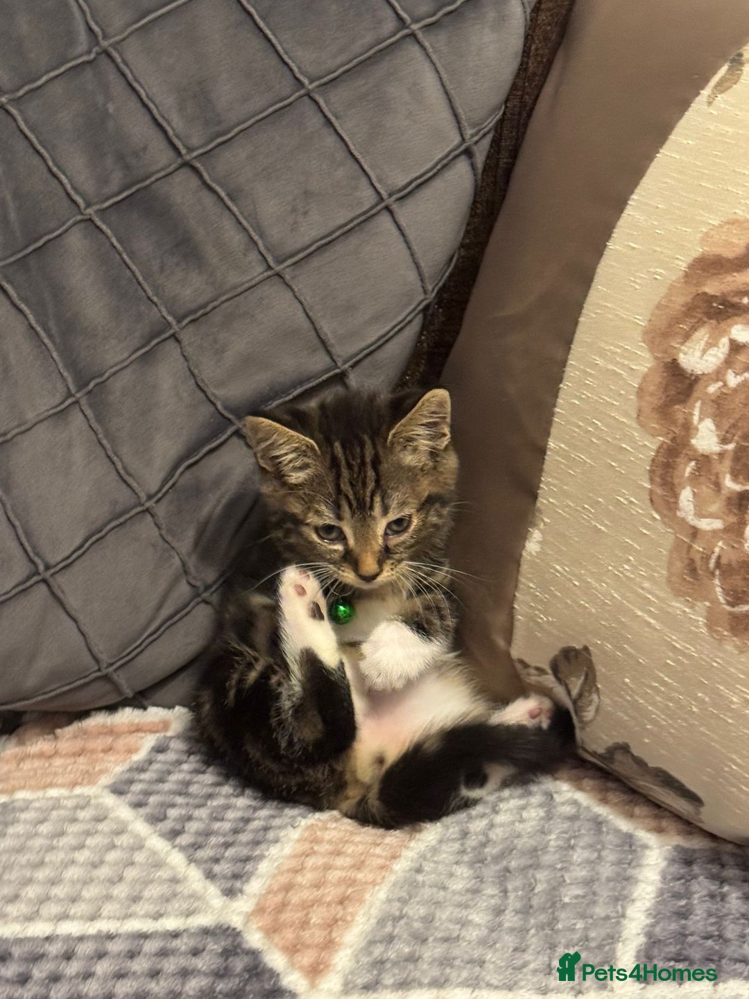 Mixed Breed cats for sale: Adorable kitten bsh mixed Bengal  - Image 4