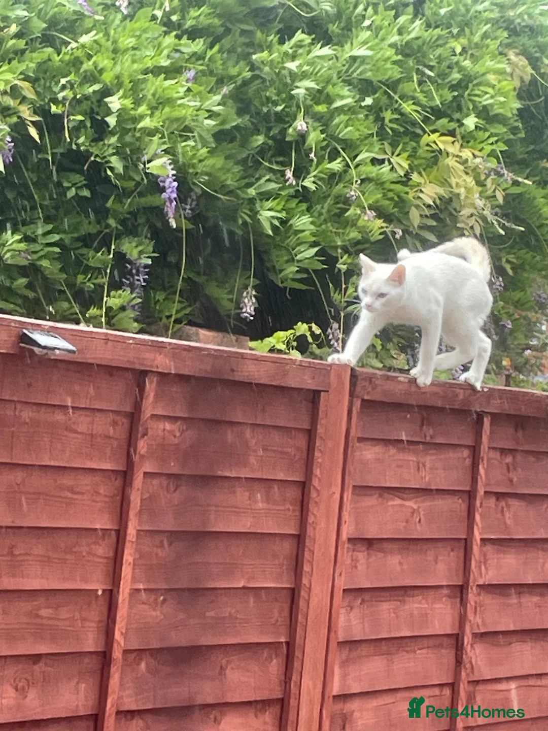 Mixed Breed cats for sale: (REHOME)Sphinx cross Siamese boy  - Advert 2