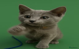 Russian Blue cats for sale: Pedigree Russian blue kittens NORTH LONDON  - Advert 4
