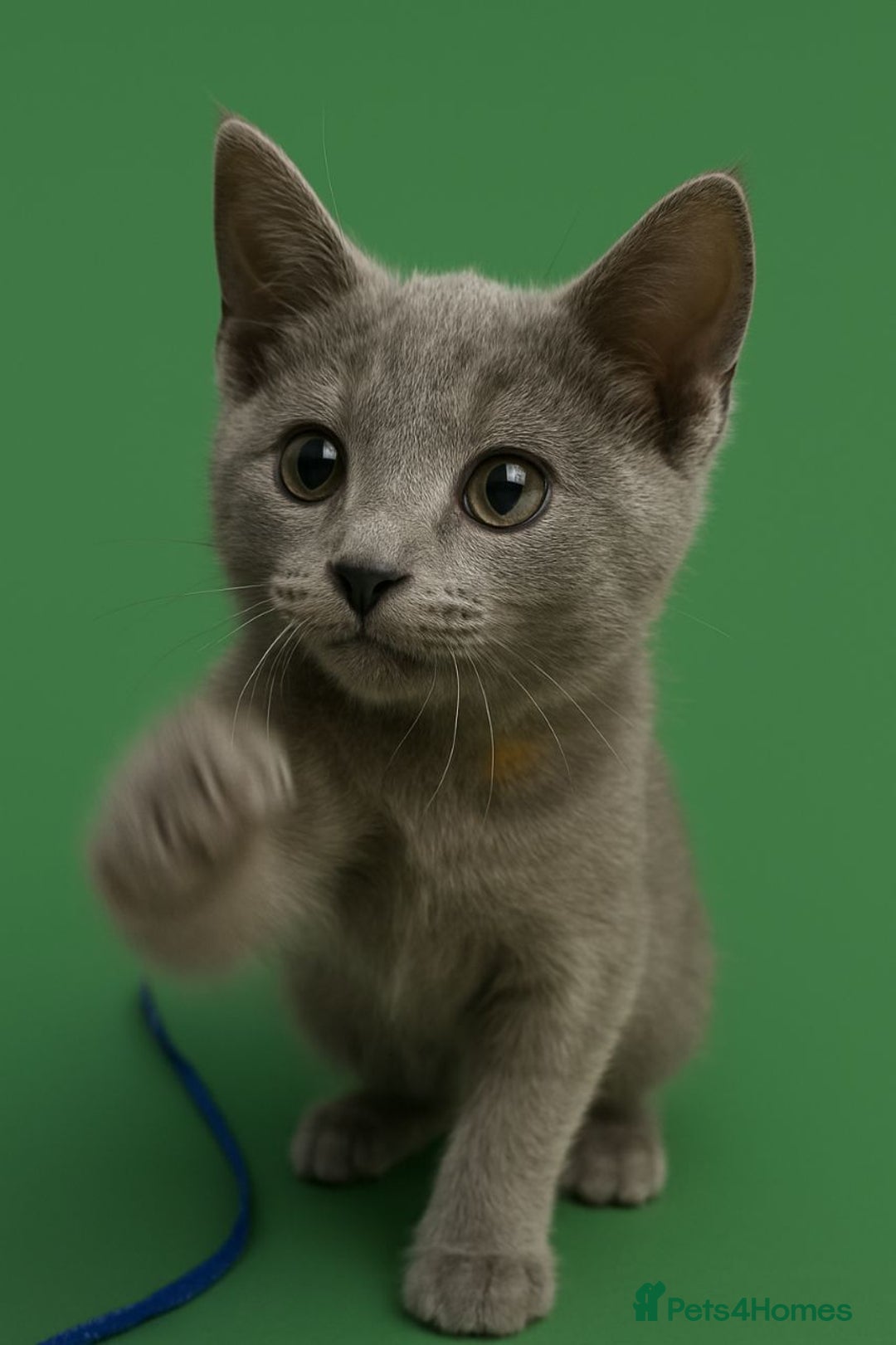 Russian Blue cats for sale: Pedigree Russian blue kittens NORTH LONDON  - Advert 4