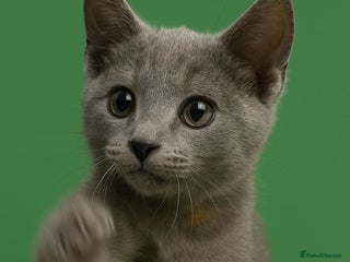 Russian Blue cats - Advert 18