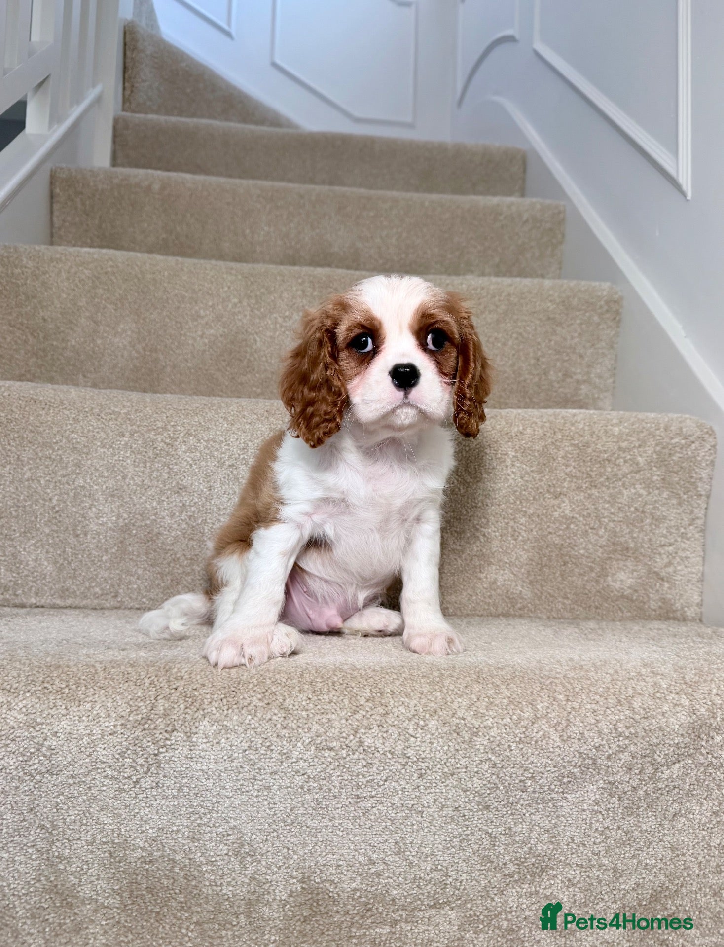 Cavalier King Charles Spaniel dogs Ready now, KC Cavalier King Charles Spaniel MALE.  - Advert 2