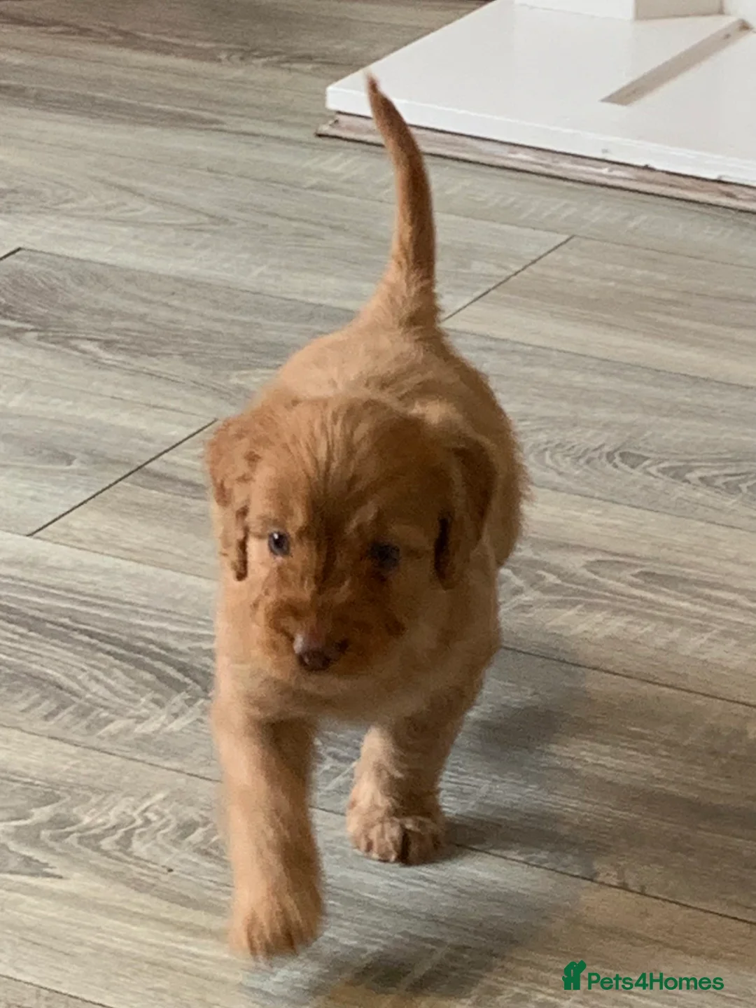 Cockapoo dogs for sale: Healthy toy poodle companions  - Advert 9