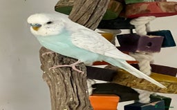 Budgerigars birds for sale: Boy budgies  - Image 8