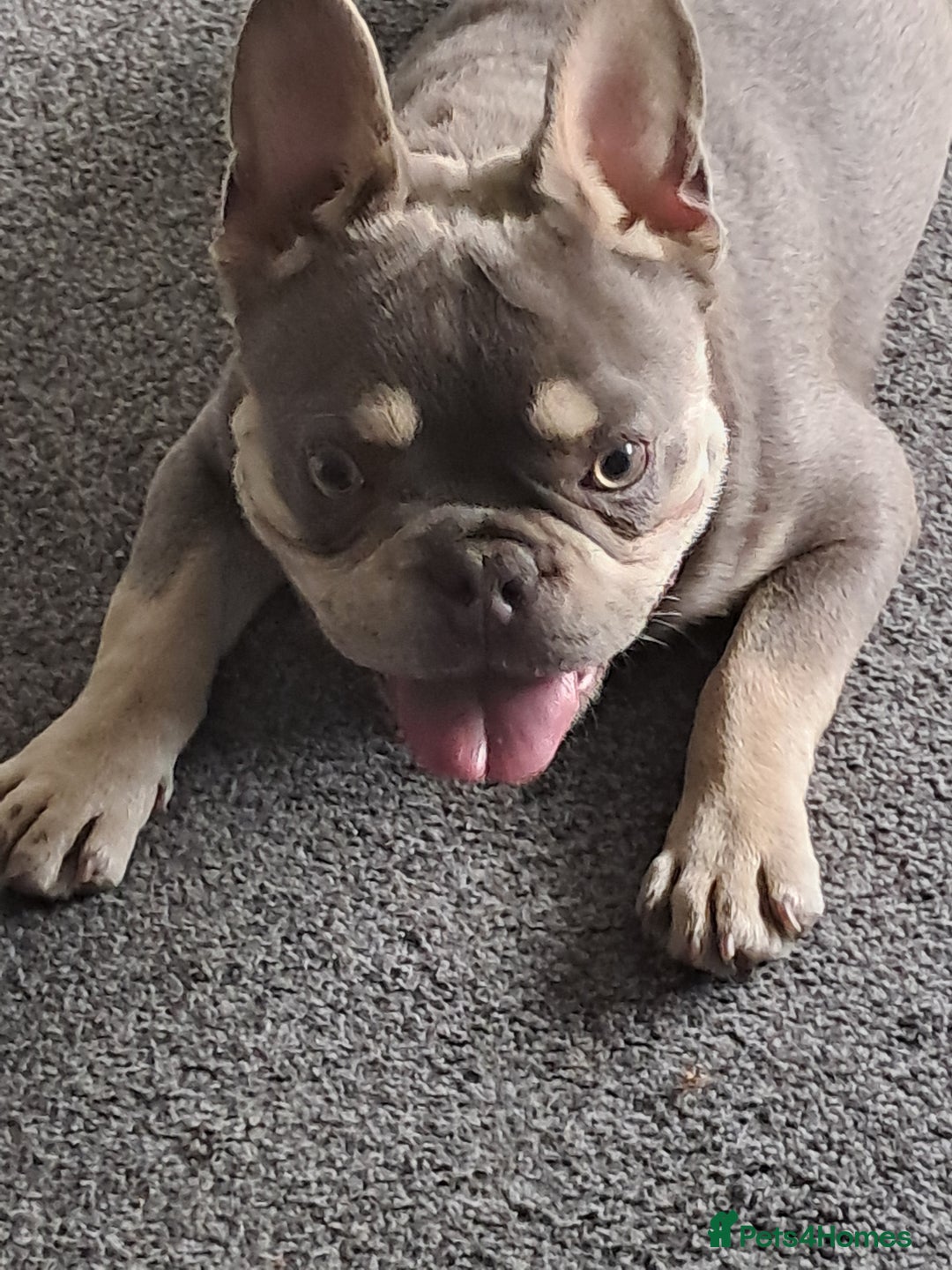 French Bulldog dogs for sale: French bulldog - Image 2