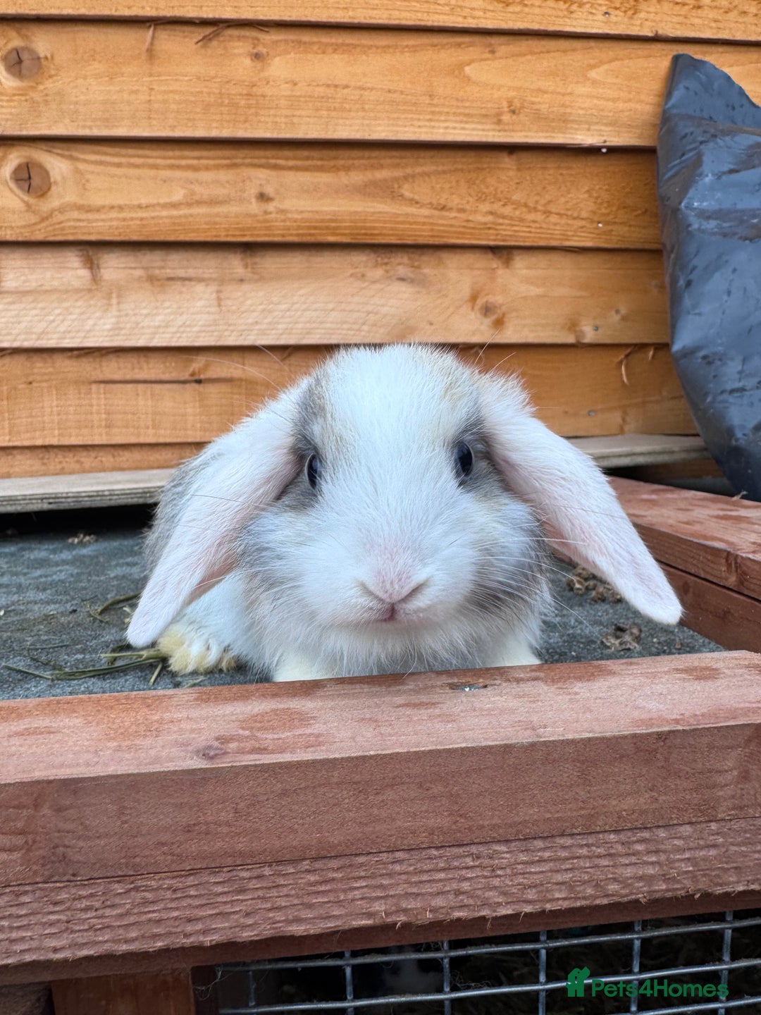 Mini Lop rabbits for sale: Baby bunnies looking for their forever homes🩵🩷 - Advert 2