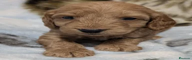 Cockapoo 7
