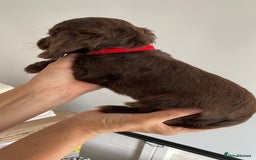 Cocker Spaniel dogs for sale: Beautiful Cocker Spaniel Puppies - Image 5
