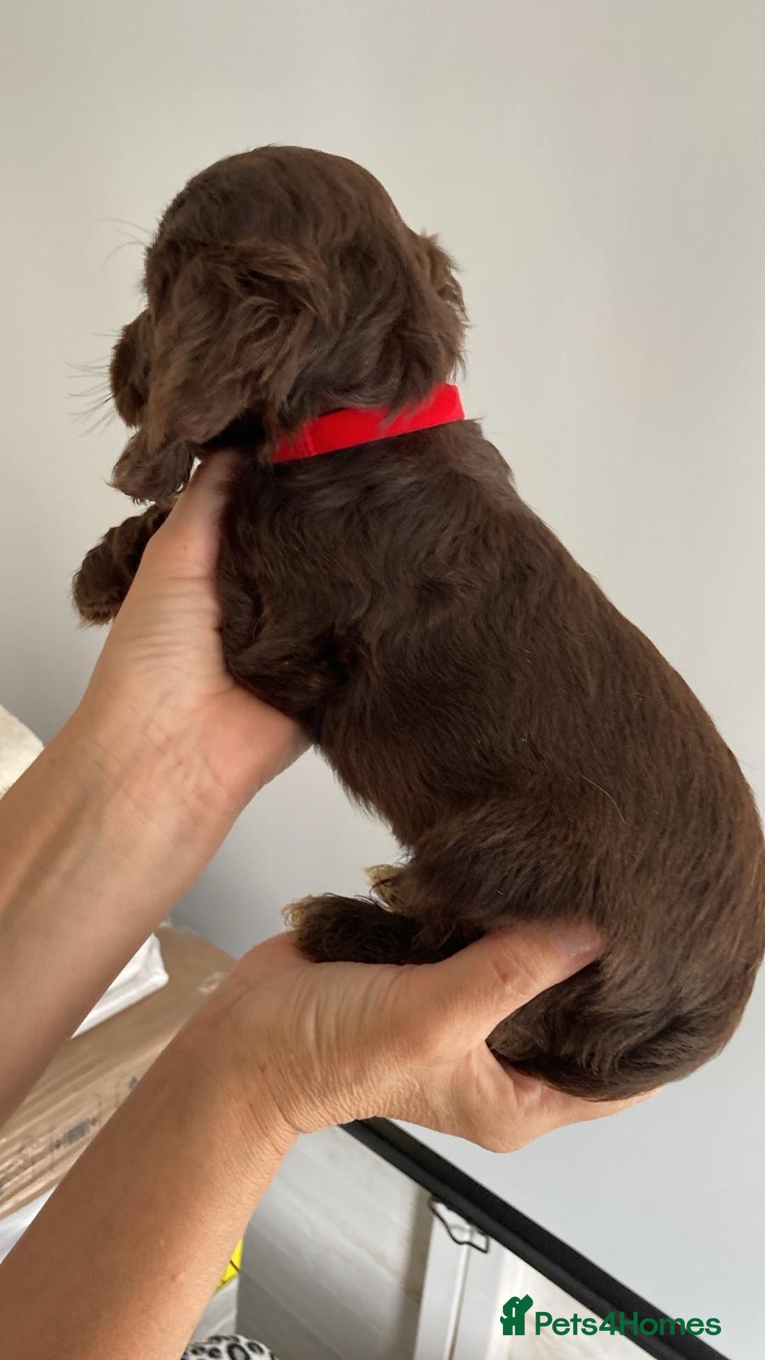 Cocker Spaniel dogs for sale: Beautiful Cocker Spaniel Puppies - Image 5